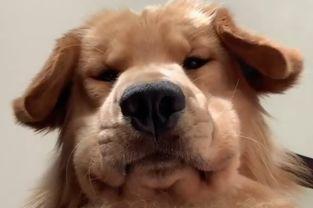 狗子的最新爆料视频,娱乐圈幕后真相大曝光！